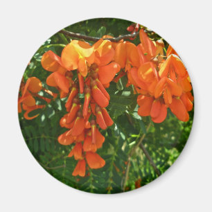 Imã Scarlet Wisteria (Sesbania punicea) OBX Magnet