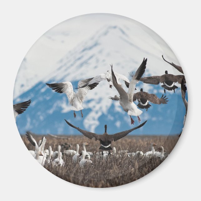 Imã Scattering Geese (Frente)