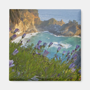 Imã Scenic McWay cai na praia e