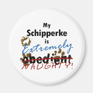 Imã Schipperke extremamente impertinente