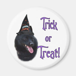 Imã Schipperke Trick