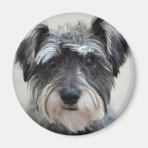 Imã Schnauzer Dog Magnet