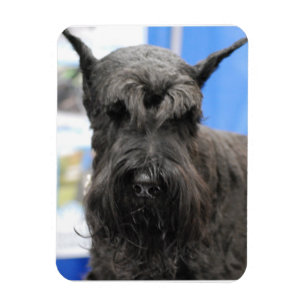 Ímã Schnauzer gigante