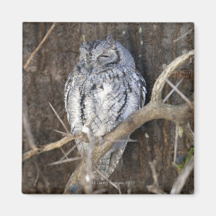 Imã Scops-Coruja africana, parque nacional de Kruger,