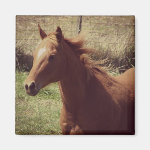 Imã Scotch in Motion