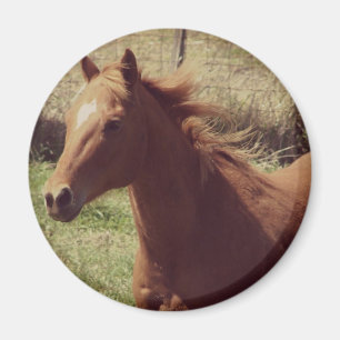 Imã Scotch in Motion