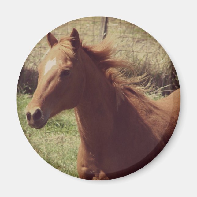 Imã Scotch in Motion (Frente)