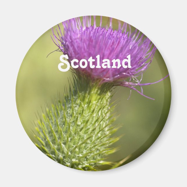 Imã Scotland Thistle (Frente)
