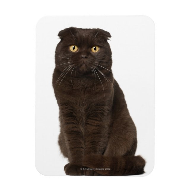 Ímã Scottish Fold (18 meses de idade) (Vertical)
