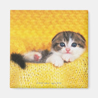 Scottish Fold; é uma raça de gato com um