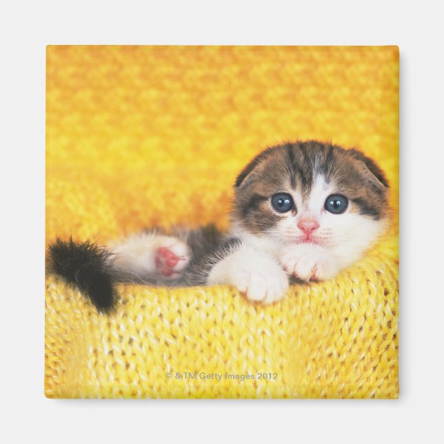 Imã Scottish Fold; é uma raça de gato com um (Frente)