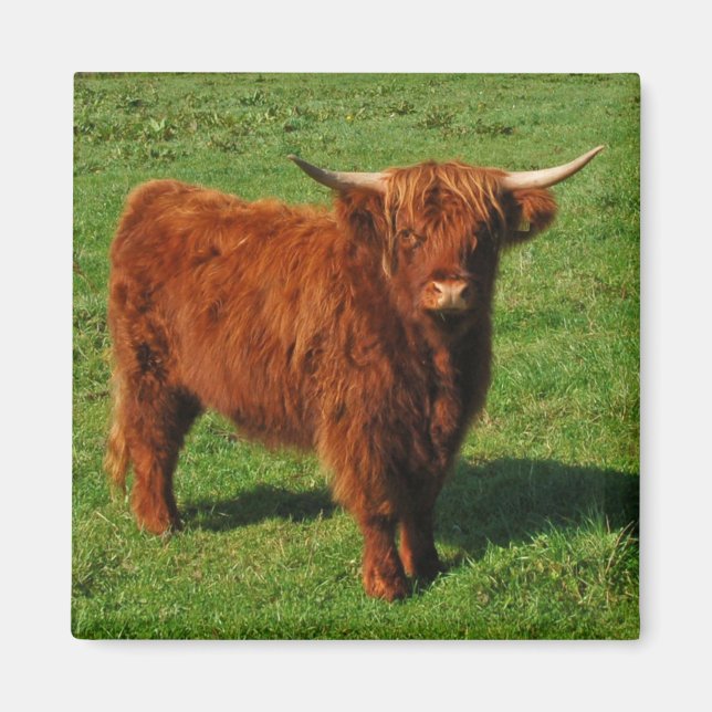 Imã Scottish Highland Cattle Magnet (Frente)