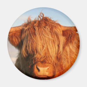 Imã Scottish Highland Cow - Escócia