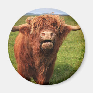 Imã Scottish país de alto Cattle - Scotland