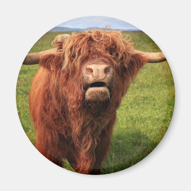 Imã Scottish país de alto Cattle - Scotland (Frente)