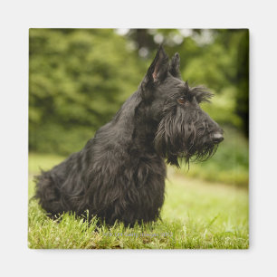 Imã Scottish Terrier