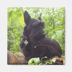 Imã Scottish Terrier de "Duide"
