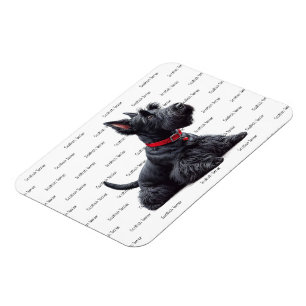 Ímã Scottish Terrier in