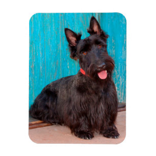 Ímã Scottish Terrier que senta-se pela entrada