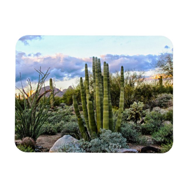 Ímã Scottsdale succult Sunset (Horizontal)
