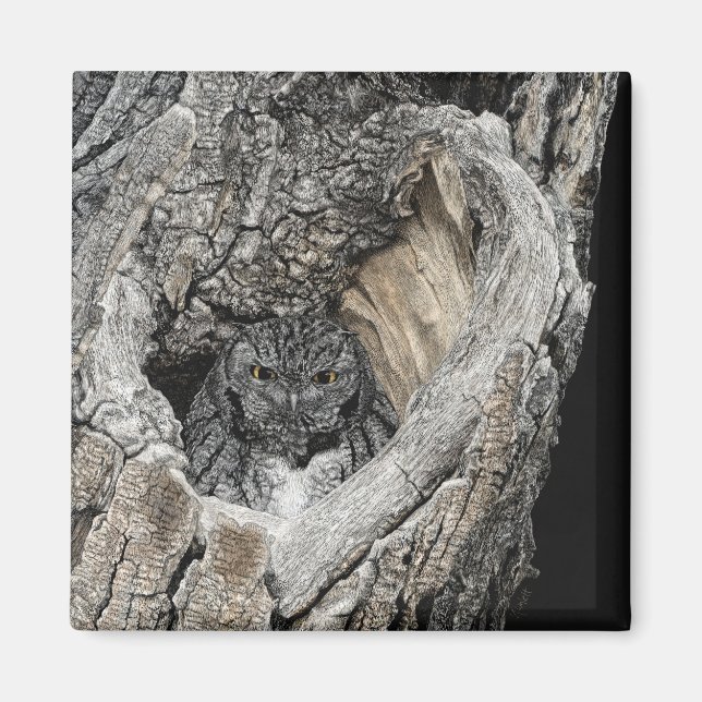 Imã Screech Owl Magnet - "Coração de São Pedro" (Frente)