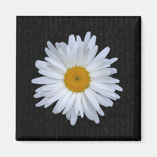 Imã Script e margarida em francês preto - ímã