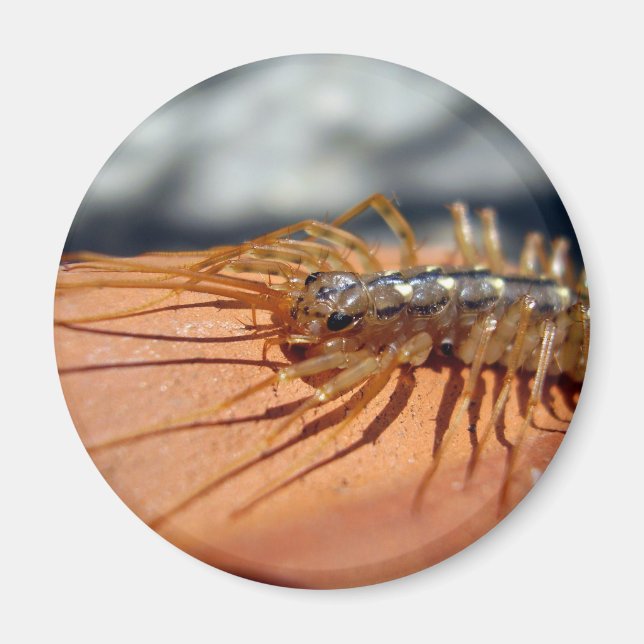 Imã Scutigera Coleoptrata Magnet (Frente)