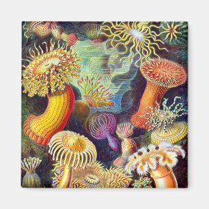 Imã Sea Anemones Ernst Haeckel Belas Artes