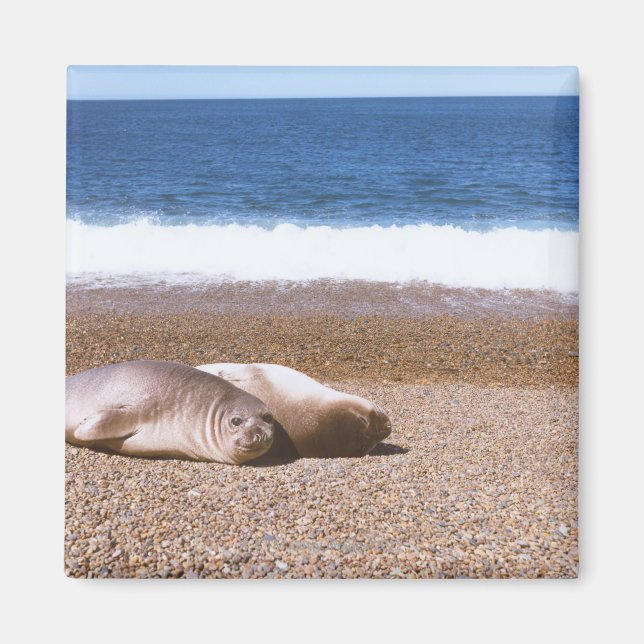 Imã Sea Lions descendo em praia (Frente)