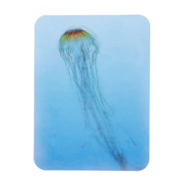 Ímã Sea Nettle