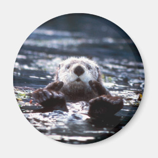 Imã Sea Otter Natação
