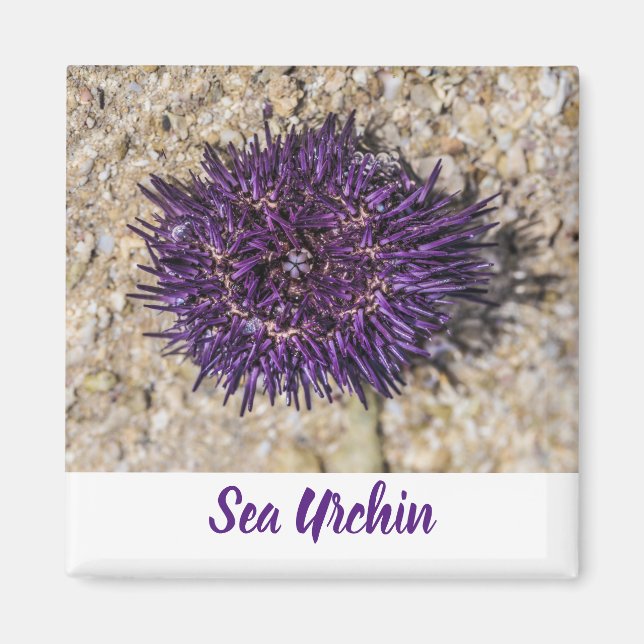 Imã Sea Urchin Ocean Beach Holiday Summer Souvenir (Frente)