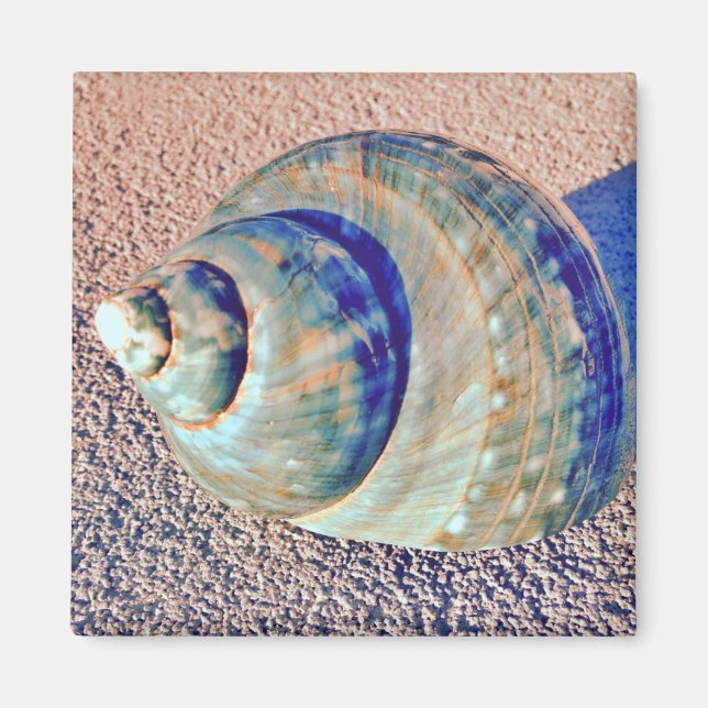 Imã Sea Welk Seashell (Frente)