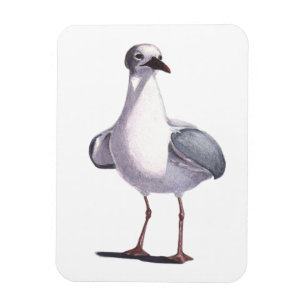 Ímã Seagull