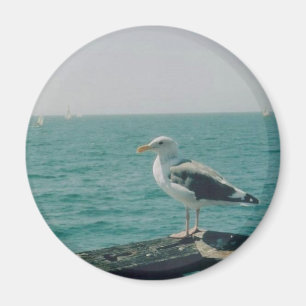 Imã Seagull