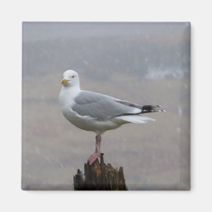 Imã Seagull em Snow Square Magnet