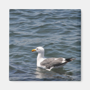 Imã Seagull no ímã marinho