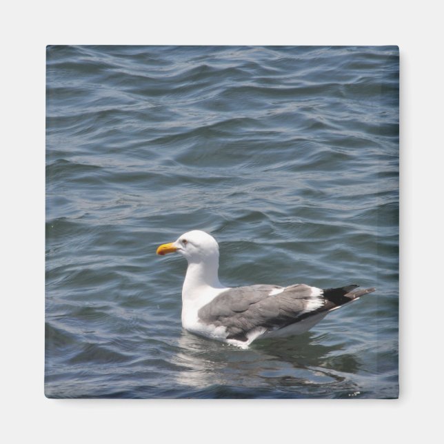 Imã Seagull no ímã marinho (Frente)
