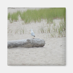 Imã Seagull sentado no Log on Beach Photo Magnet