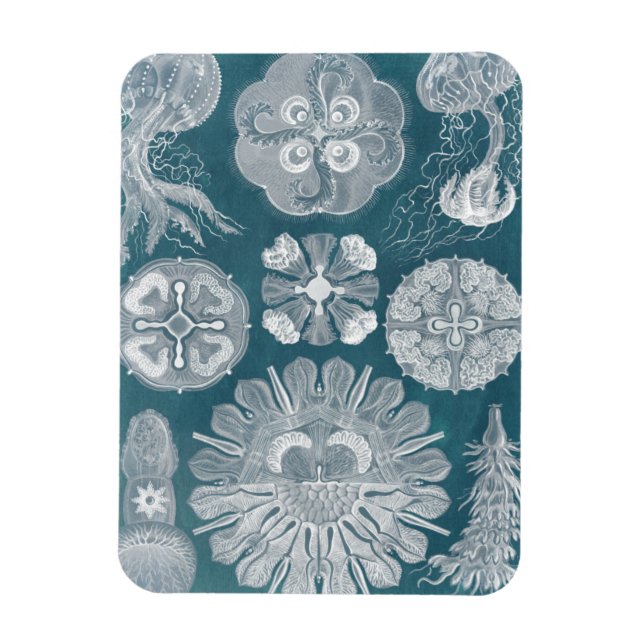 Ímã Sealife Blueprint IV (Vertical)