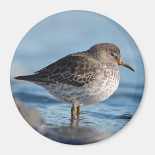 Imã Searing Rock Sandpiper