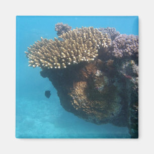 Imã Seascape coral