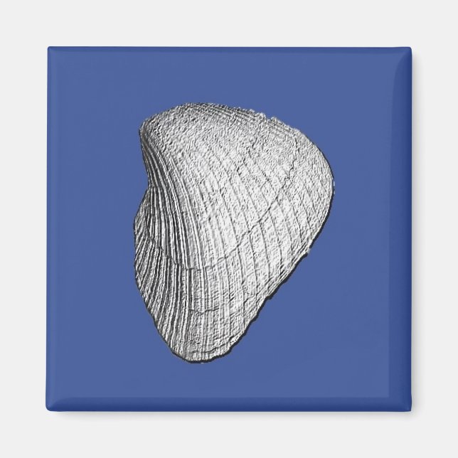 Imã Seashell Magnet (Frente)