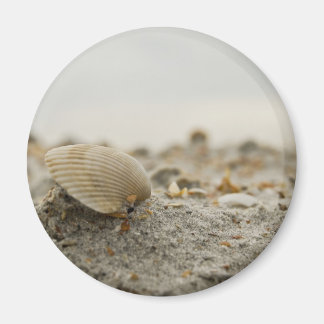 Imã Seashell Magnet