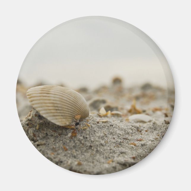 Imã Seashell Magnet (Frente)