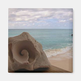 Imã Seashell na Foto de Praia