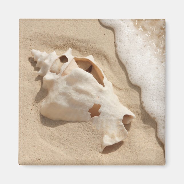 Imã Seashell Na Praia | Ilha Caribe Grande Turca (Frente)