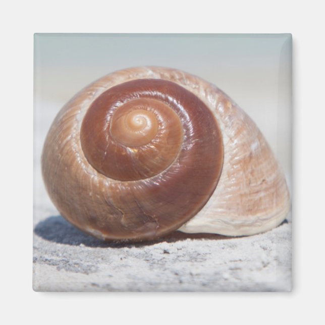 Imã Seashell Na Praia | Ruas. Petersburgo, Fl (Frente)