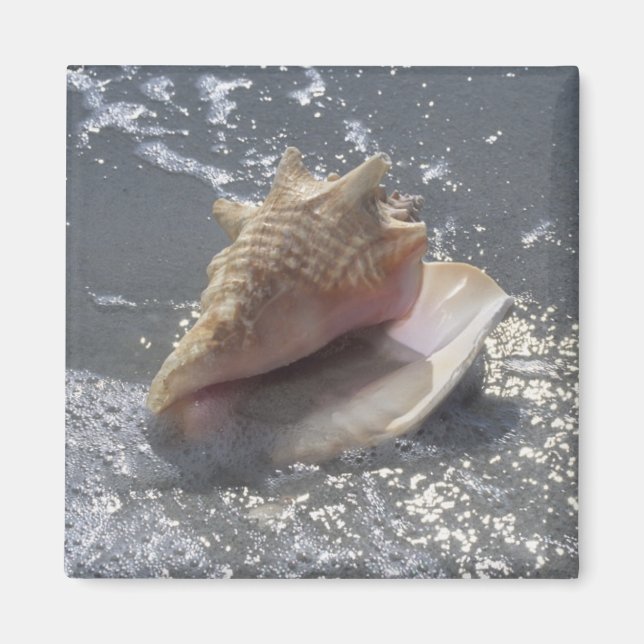 Imã Seashell Na Praia | Sanibel Island, Florida (Frente)