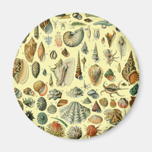 Imã Seashell Shell Mollusk Clam Vintage Art